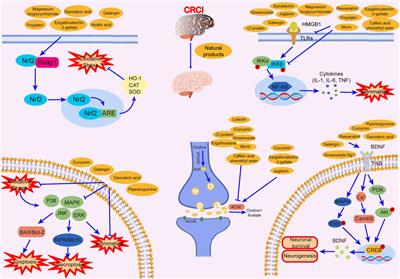 Natural products for the treatment of chemotherapy-related cognitive impairment and prospects of nose-to-brain drug delivery